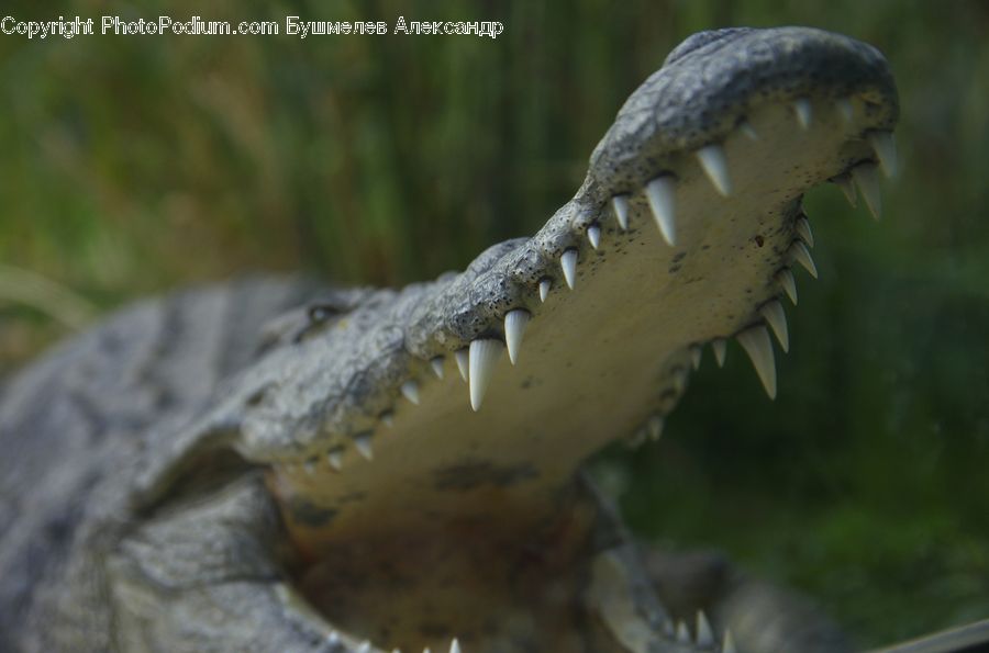 Alligator, Crocodile, Reptile