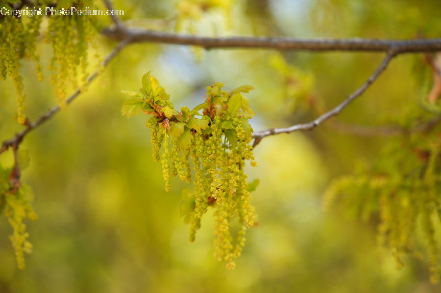 Flower, Mimosa, Plant, Flora, Pollen, Blossom, Conifer