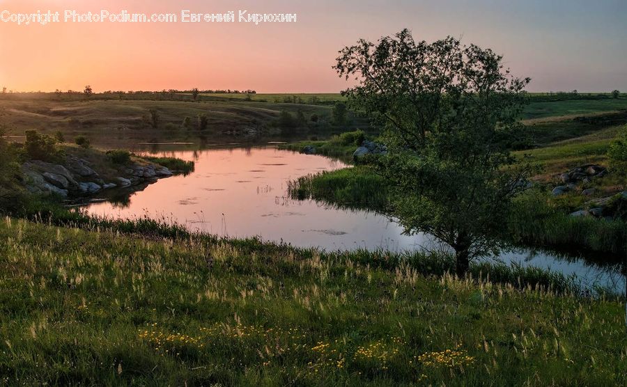 Outdoors, Pond, Water, Plant, Tree, Oak, Wood