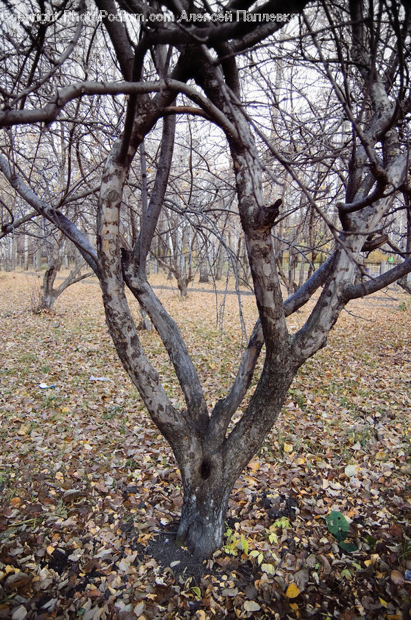 Plant, Tree, Oak, Wood, Forest, Vegetation, Grove