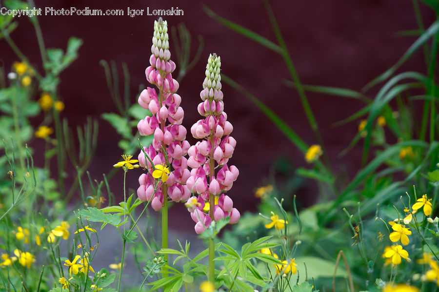 Blossom, Flora, Flower, Plant, Lupin, Fiber, Flax