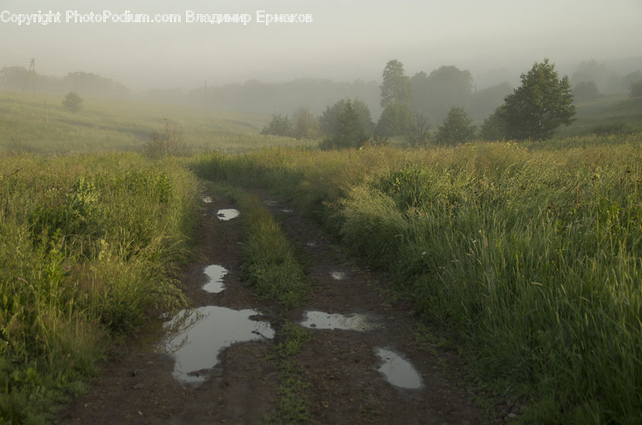 Dirt Road, Gravel, Road, Ditch, Conifer, Fir, Plant