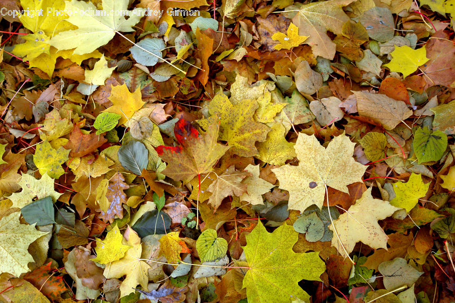 Ivy, Plant, Vine, Paper, Maple, Maple Leaf, Blossom