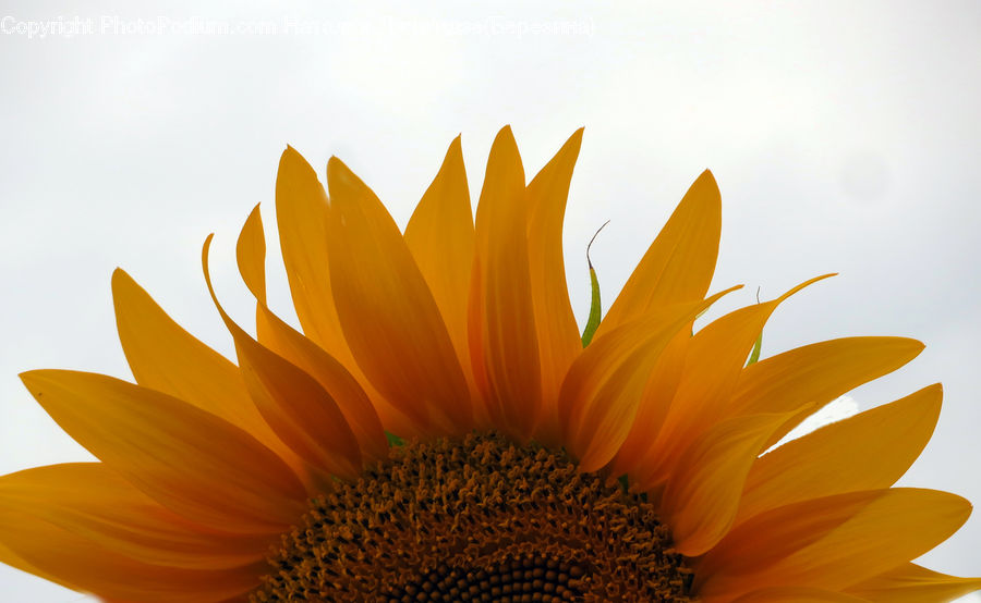 Blossom, Flora, Flower, Plant, Sunflower, Daisies, Daisy