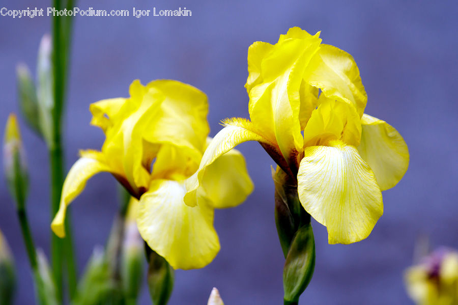 Flora, Flower, Iris, Plant, Gladiolus, Blossom, Fiber