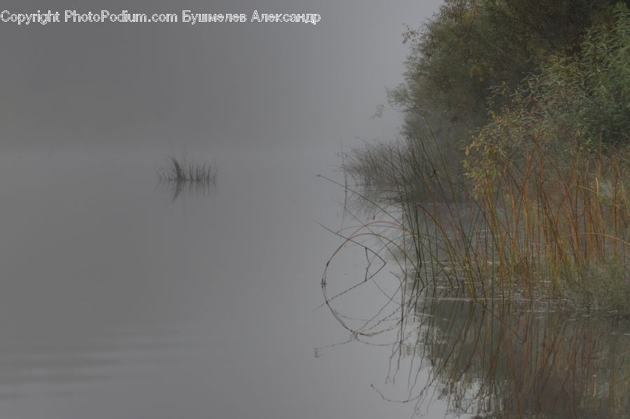 Plant, Tree, Willow, Dawn, Dusk, Sky, Sunrise