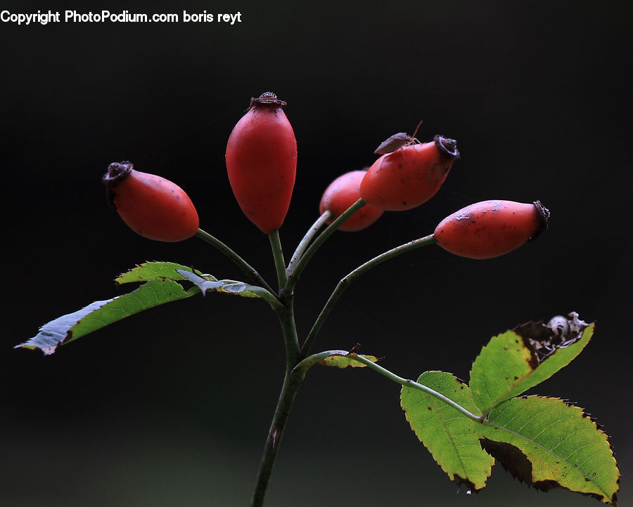 Blossom, Flora, Flower, Geranium, Plant, Fruit, Produce