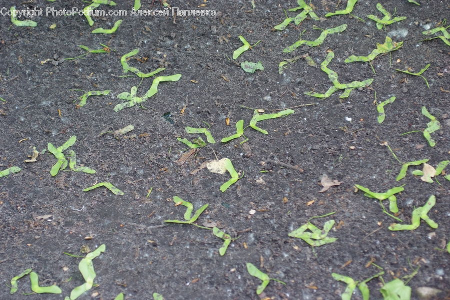 Soil, Gecko, Green Lizard, Lizard, Reptile, Plant, Sprout