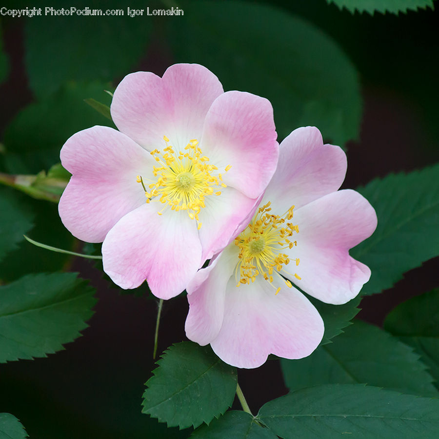 Blossom, Flora, Flower, Plant, Petal, Pollen, Cherry Blossom