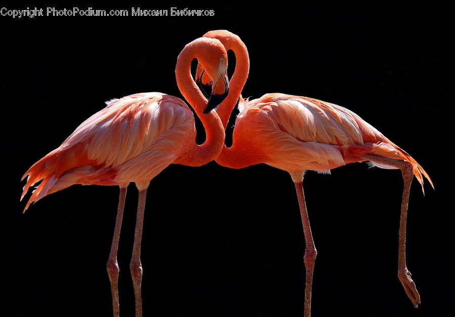 Bird, Flamingo, Flock