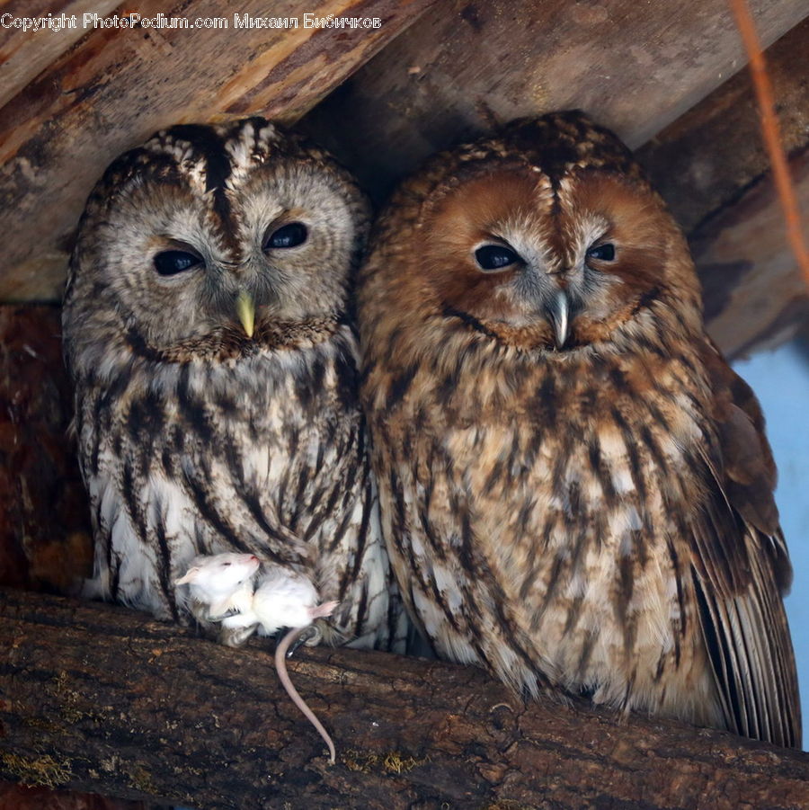 Bird, Owl, Wildlife, Beak