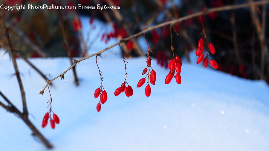 Ice, Icicle, Snow, Winter, Wire, Conifer, Fir