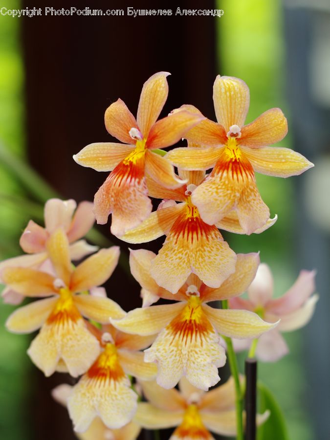 Blossom, Flora, Flower, Plant, Iris, Petal, Lily