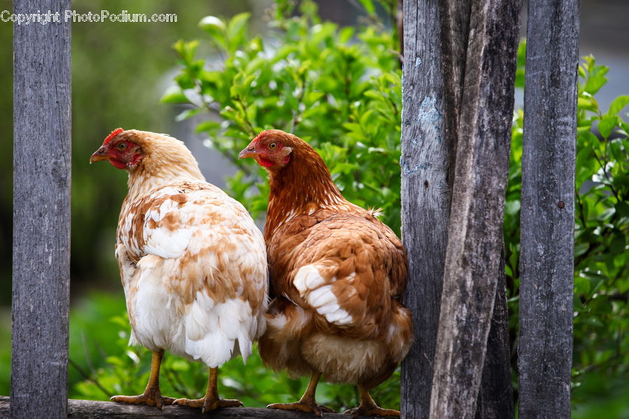Chicken, Fowl, Hen, Poultry