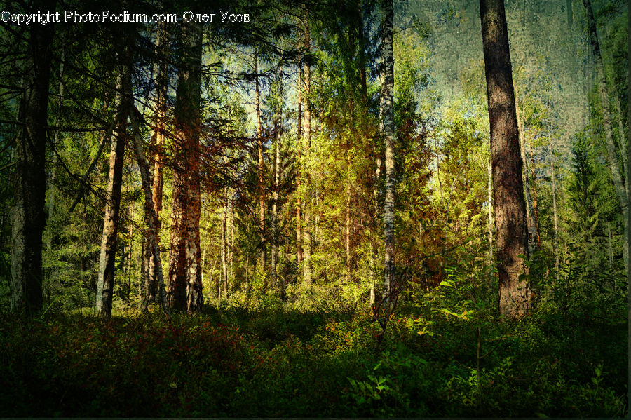 Forest, Vegetation, Conifer, Fir, Plant, Tree, Redwood