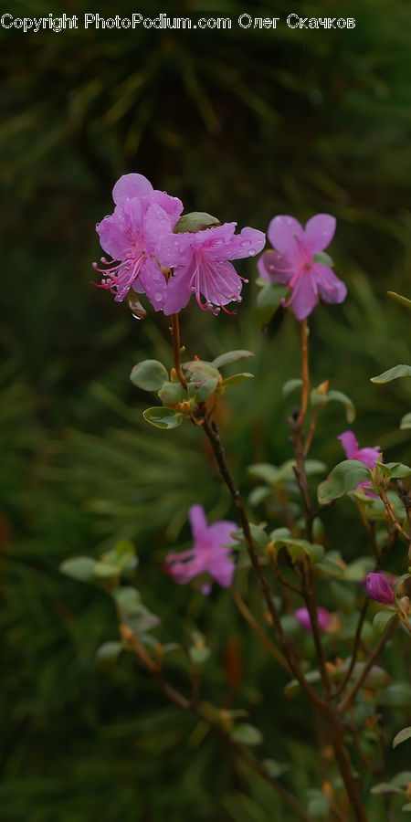 Blossom, Flora, Flower, Geranium, Plant, Cosmos, Aquilegia