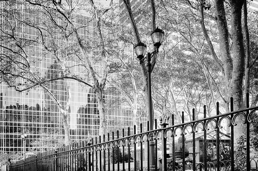 Lamp Post, Pole, Fence, Plant, Tree, Arched
