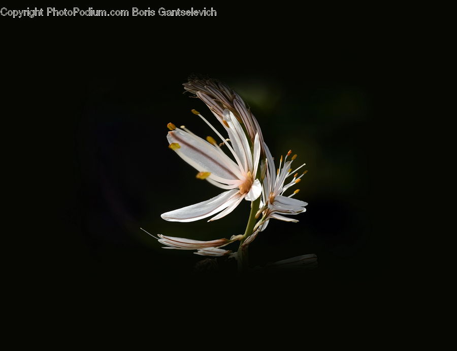 Daisies, Daisy, Flower, Plant, Aster, Blossom, Flora