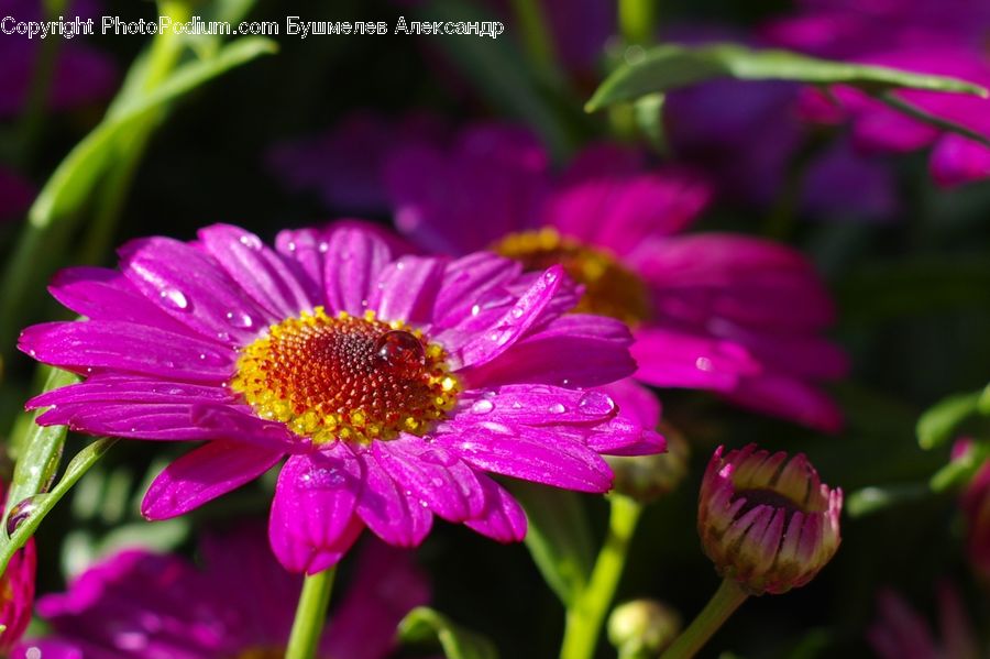 Blossom, Flora, Flower, Plant, Bud, Asteraceae, Petal