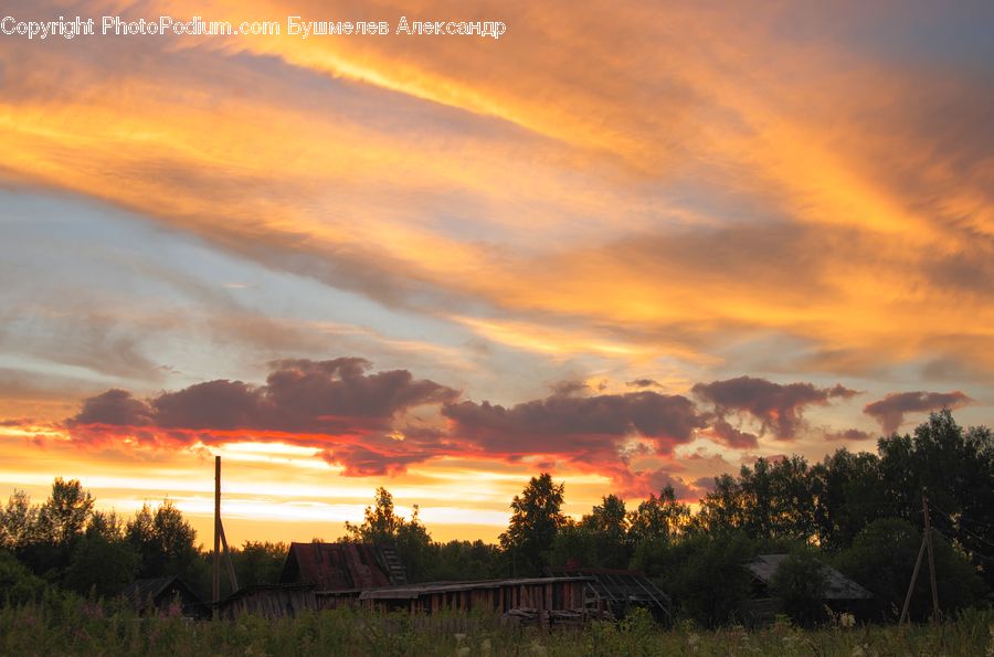 Dawn, Dusk, Red Sky, Sky, Sunrise, Sunset, Plant