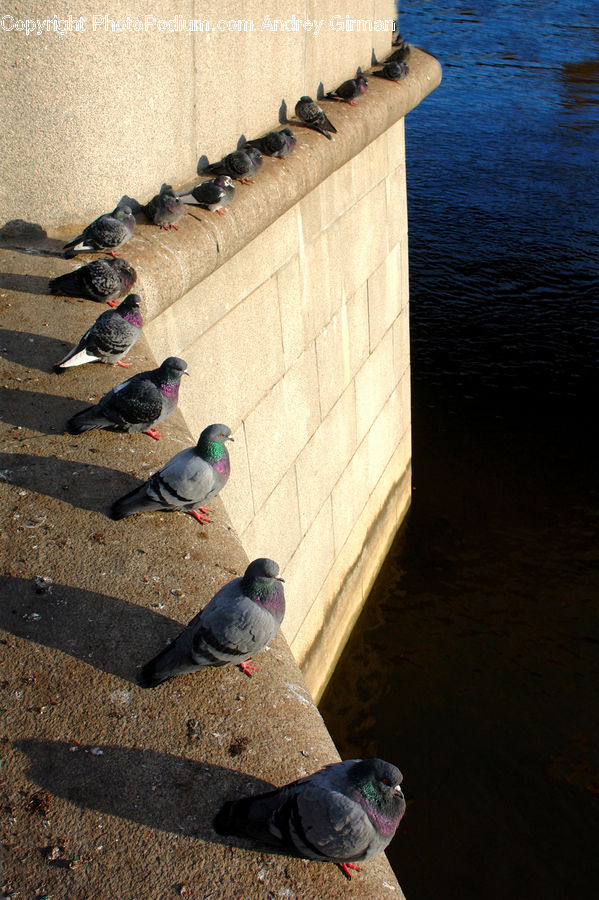 Bird, Pigeon, Dove