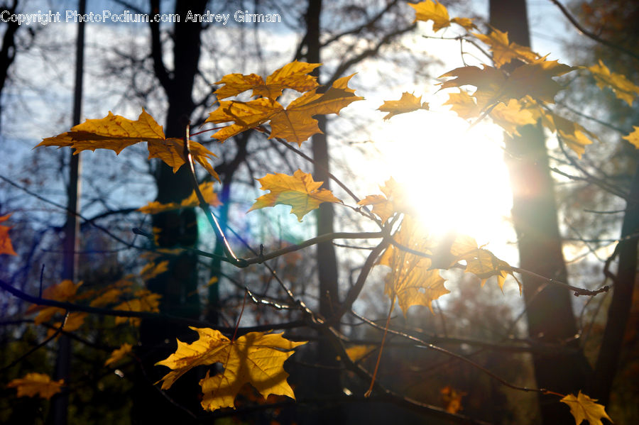Flare, Light, Sunlight, People, Person, Human, Blossom
