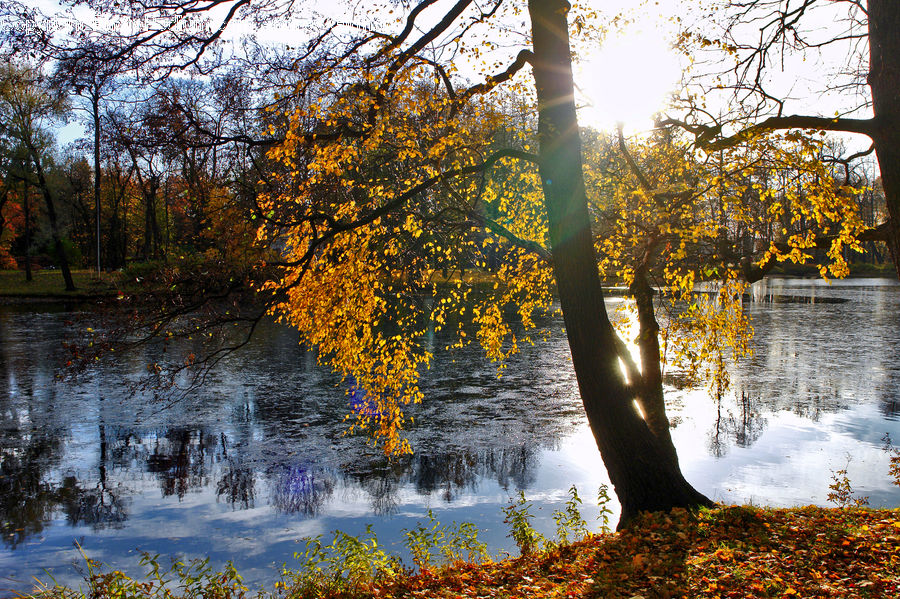 Plant, Tree, Birch, Wood, Forest, Vegetation, Landscape