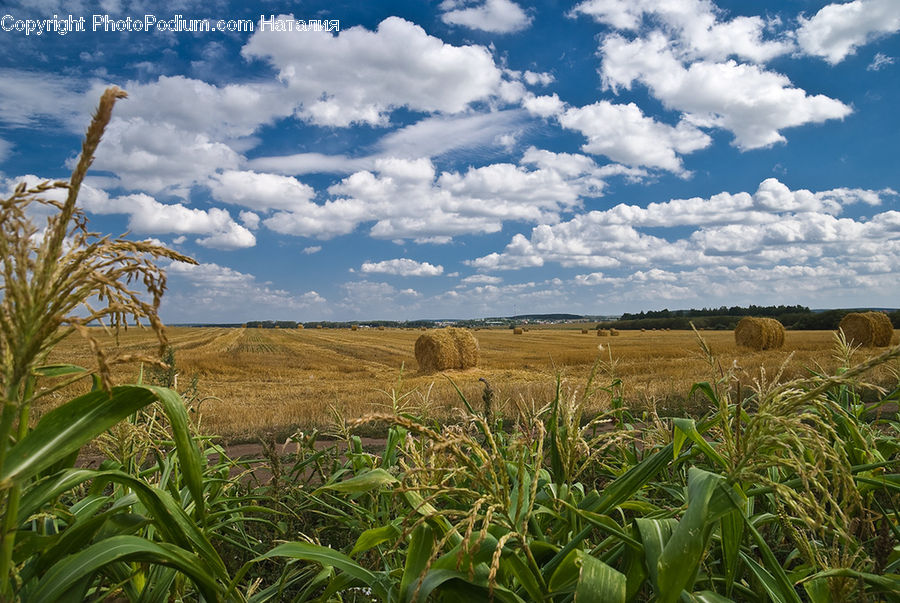 Grain, Grass, Plant, Wheat, Field, Grassland, Land