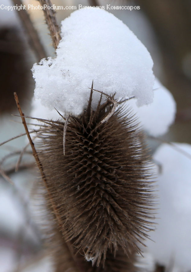 Plant, Weed, Dandelion, Flower, Blossom, Flora