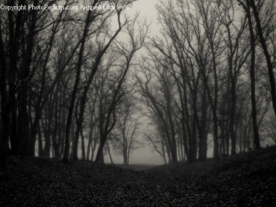 Forest, Grove, Land, Vegetation, Plant, Tree, Oak