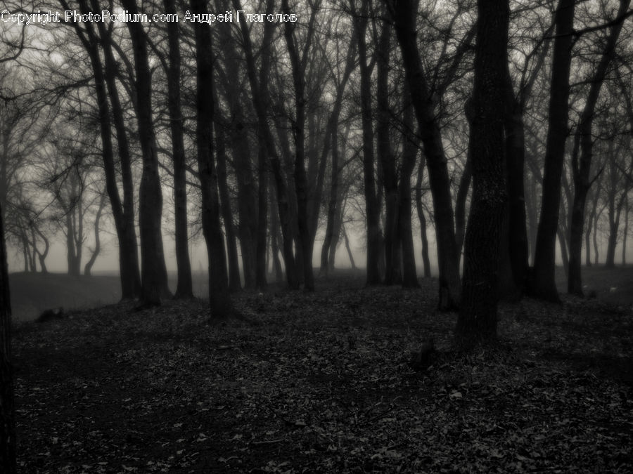 Forest, Grove, Land, Vegetation, Plant, Tree, Oak