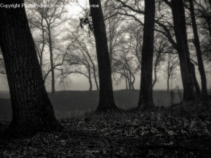 Forest, Vegetation, Grove, Land, Oak, Tree, Wood