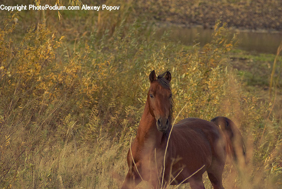 Animal, Colt Horse, Foal, Horse, Mammal, Deer, Elk