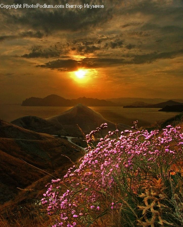 Bush, Plant, Vegetation, Dawn, Dusk, Sky, Sunrise