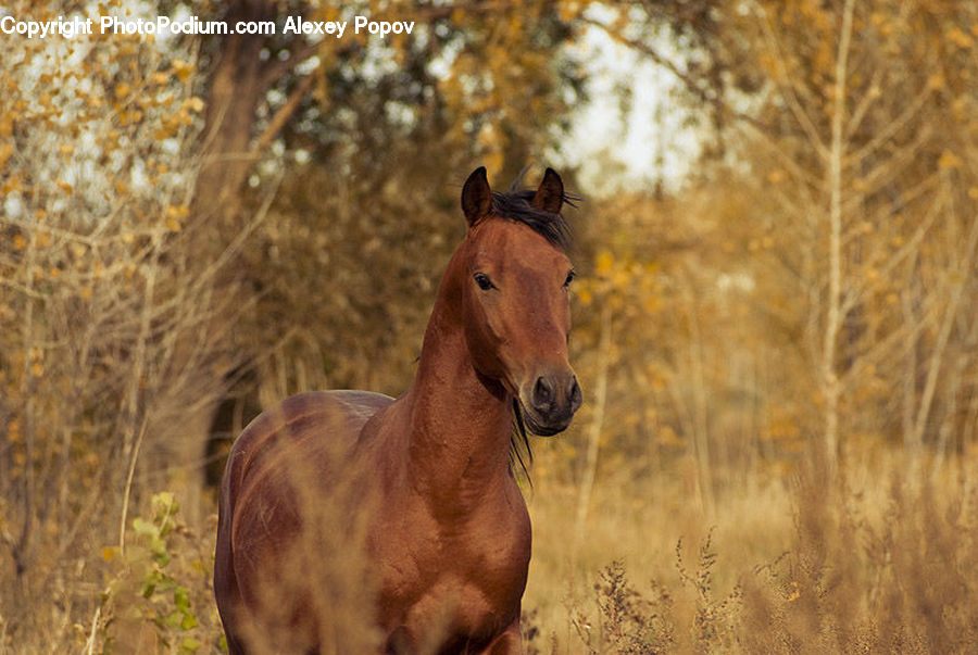 Animal, Colt Horse, Foal, Horse, Mammal, Stallion