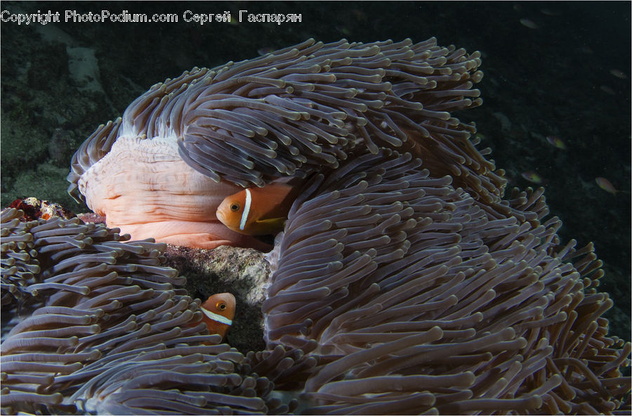 Alcyonacea, Brain Coral, Coral Reef, Invertebrate, Reef, Sea Life, Outdoors