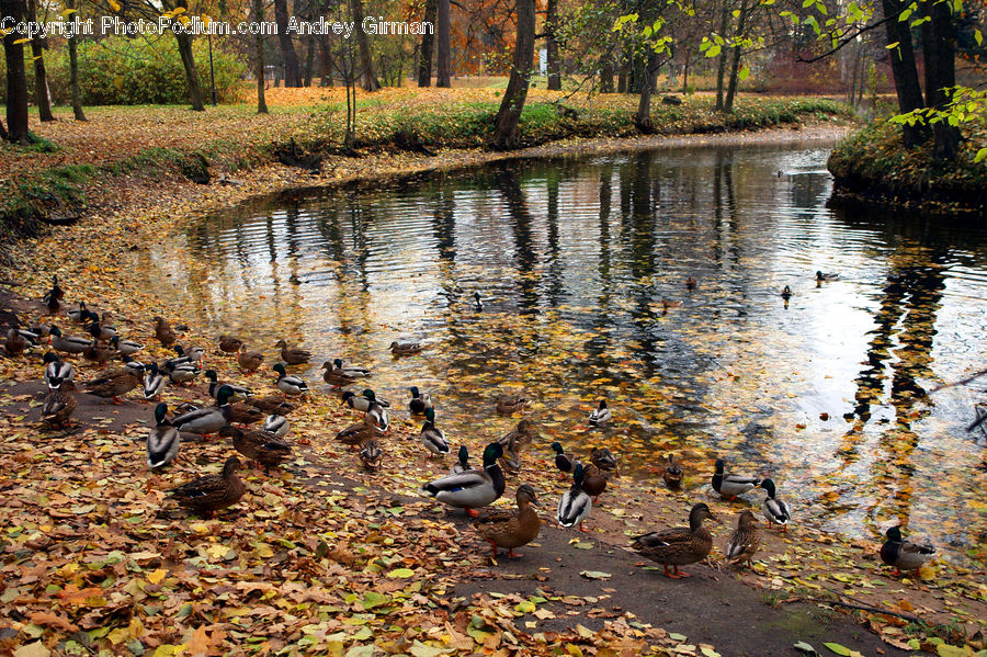 Bird, Waterfowl, Outdoors, Pond, Water, Land, Marsh