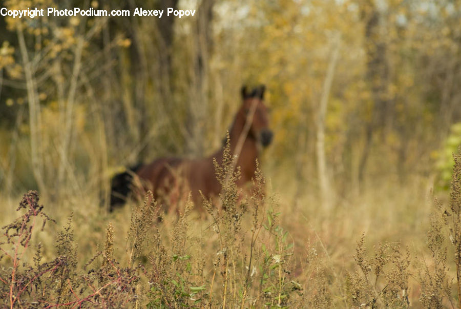 Animal, Gazelle, Impala, Mammal, Wildlife, Conifer, Larch