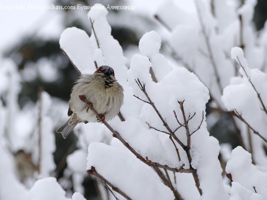 Cotton, Fiber, Bird, Sparrow, Finch, Ice, Outdoors