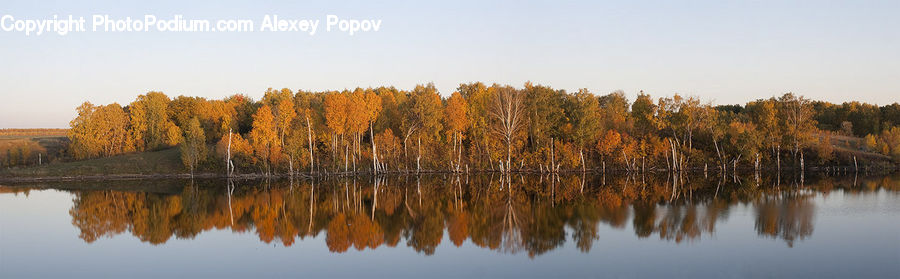 Conifer, Fir, Plant, Tree, Lake, Outdoors, Water