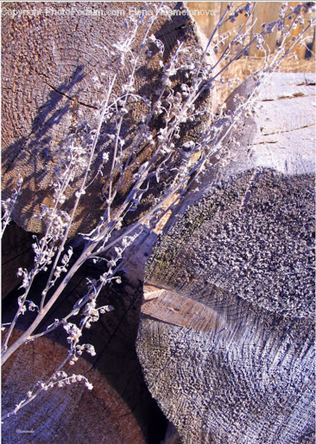Birch, Tree, Wood, Aerial View, Blossom, Flora, Flower