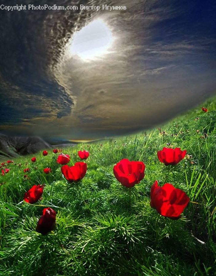 Blossom, Flora, Flower, Plant, Poppy, Tulip, Rose