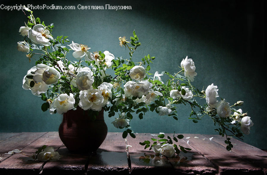 Flower Arrangement, Ikebana, Plant, Potted Plant, Vase, Blossom, Flora