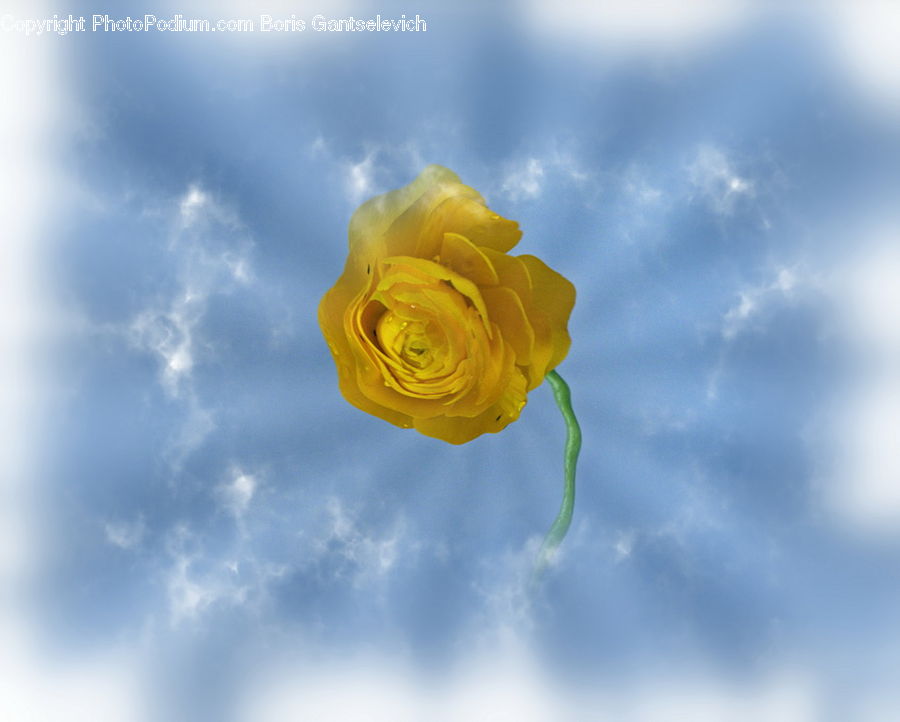 Blossom, Flower, Plant, Rose, Flower Arrangement, Flower Bouquet, Flora