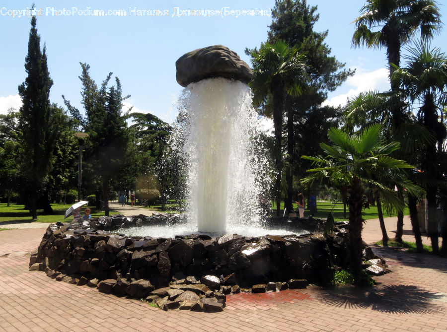 Arecaceae, Palm Tree, Plant, Tree, Fountain, Water, Trash