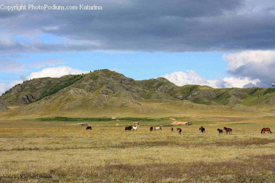 Field, Grass, Grassland, Land, Outdoors, Countryside, Hill