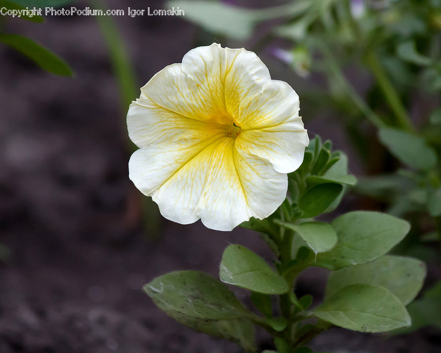 Fiber, Flax, Flora, Flower, Plant, Blossom, Geranium