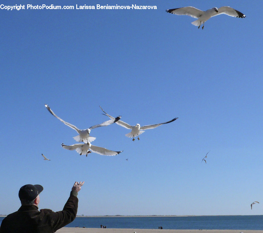 Bird, Seagull, Crane Bird, Heron, Kite Bird, Person, Tourist