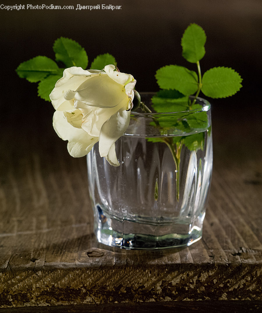 Blossom, Flora, Flower, Plant, Rose, Glass, Goblet