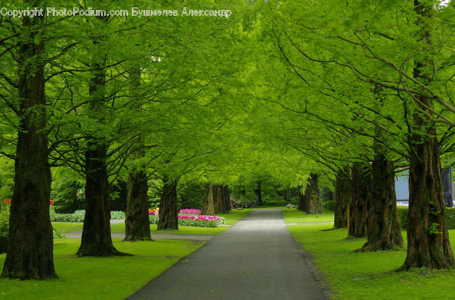 Oak, Tree, Wood, Plant, Park, Forest, Vegetation